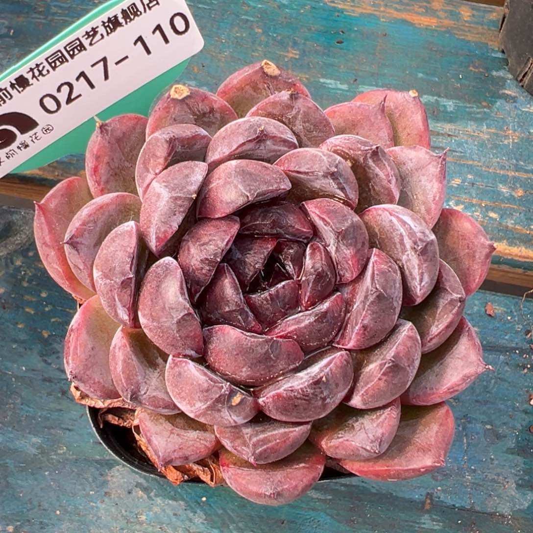 从前前慢多肉精选编号0217.110