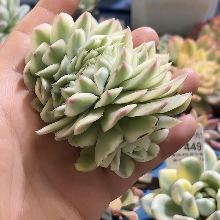 紫蝴蝶腹轮锦缀化龙头无根