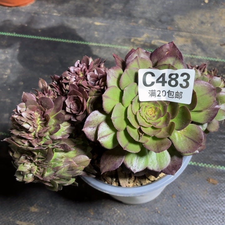 瑞妈一物一拍483