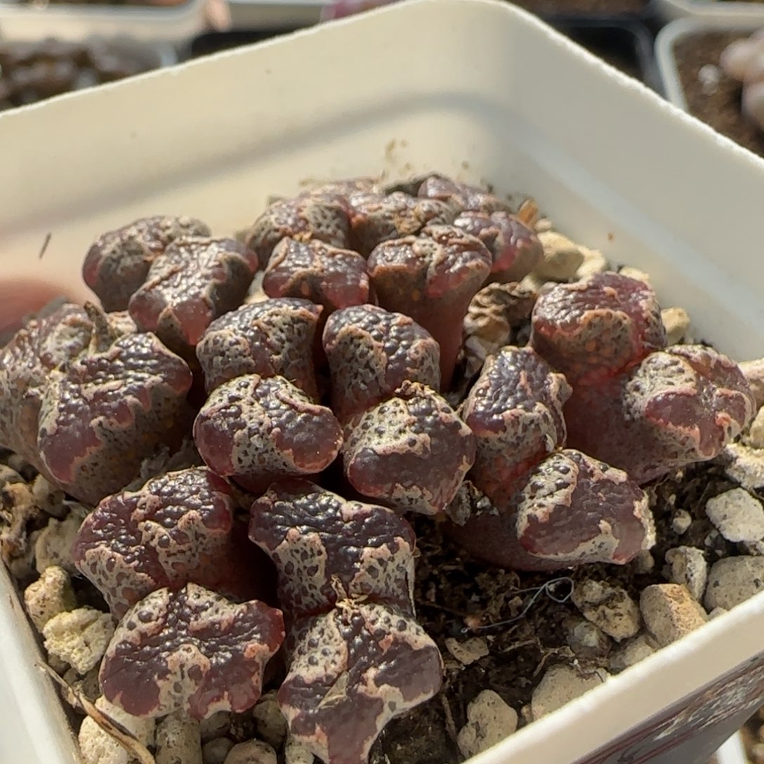 超碟群多肉植物719