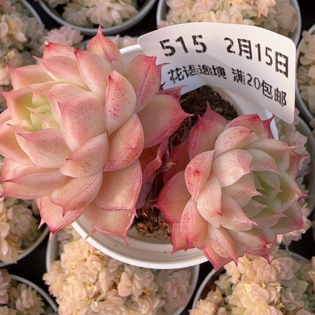 花语逸镜0215-515