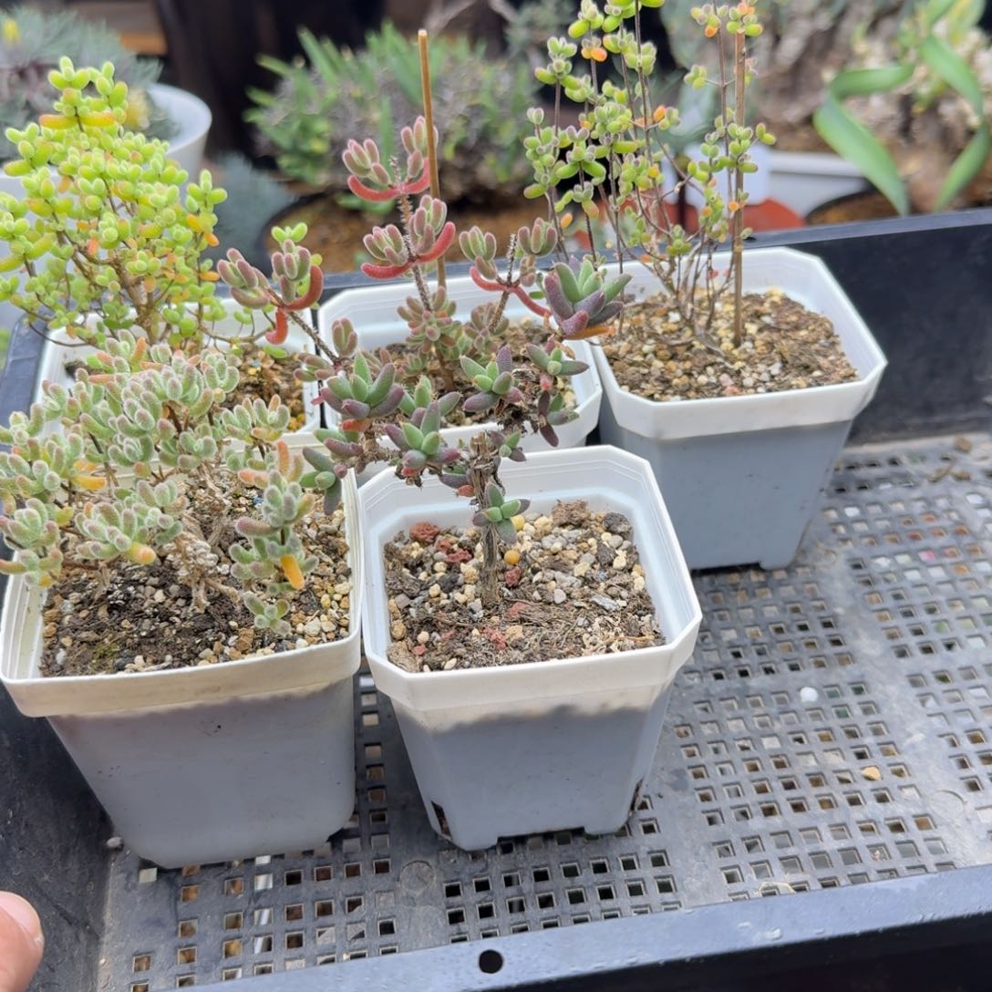 五个枝干多肉。