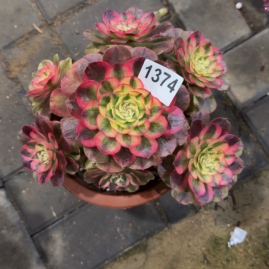 1374万白33冠服22左右小颗的