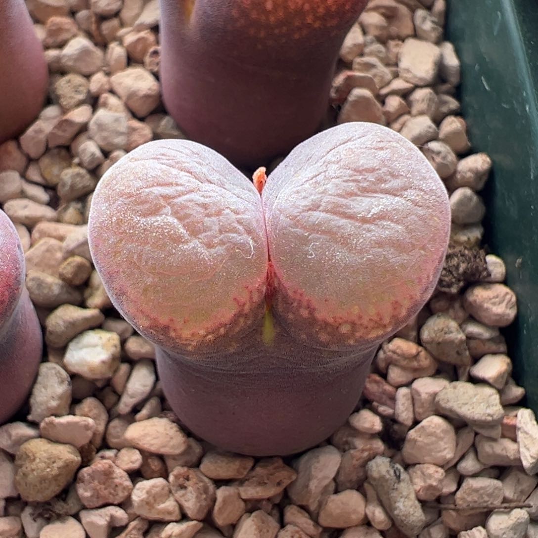 66。青蛙种源流沙风铃