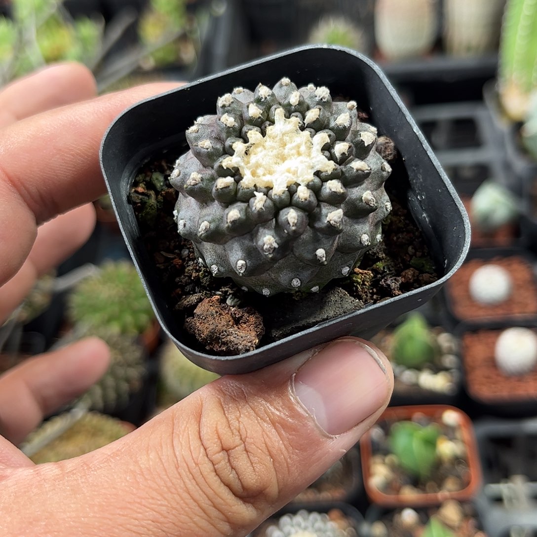 精选墨蝶单头发货单头发