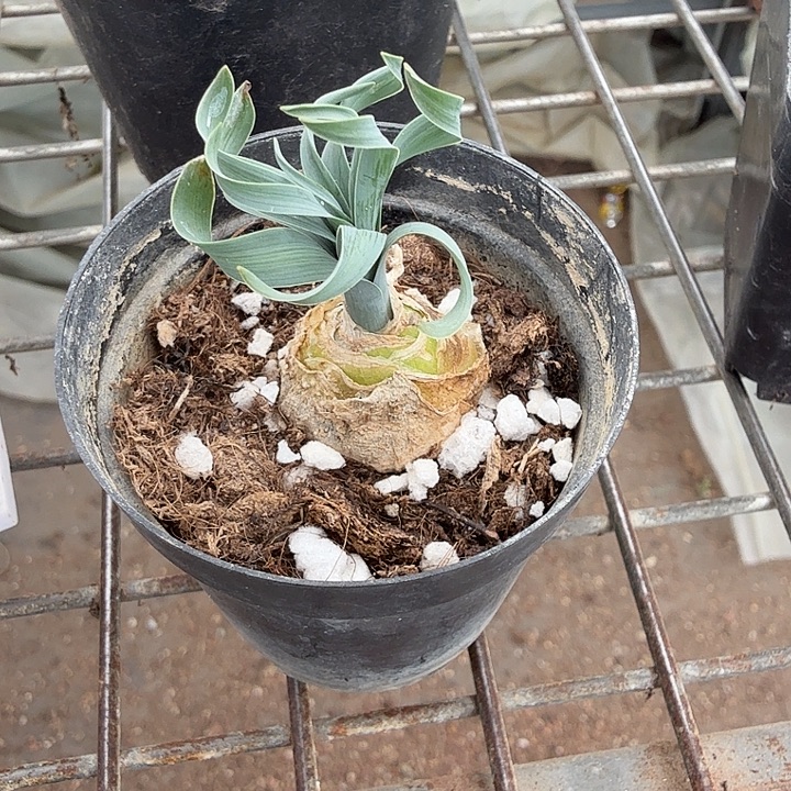 卷叶弹簧草2仙人球