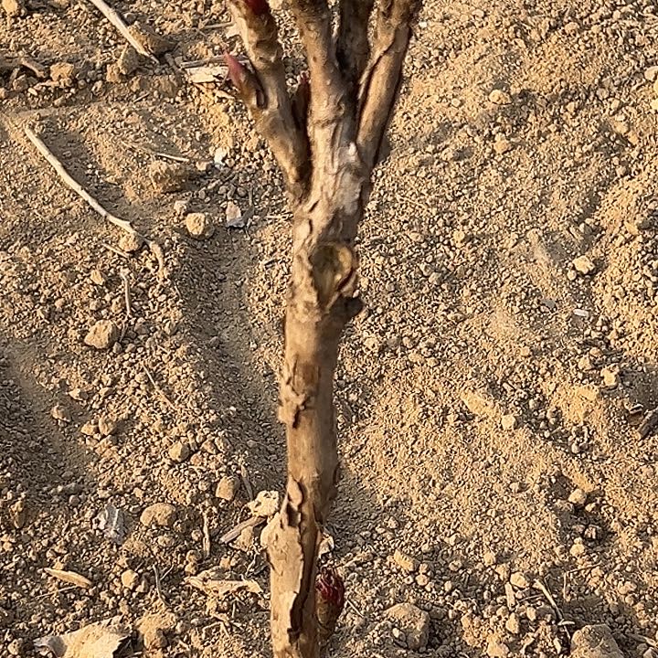 镏***月完全开放花二桥带土球