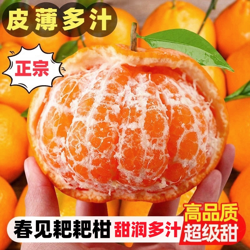 一口遇见春天正宗春见耙耙柑新鲜彩箱发货甜润多汁耙耙柑