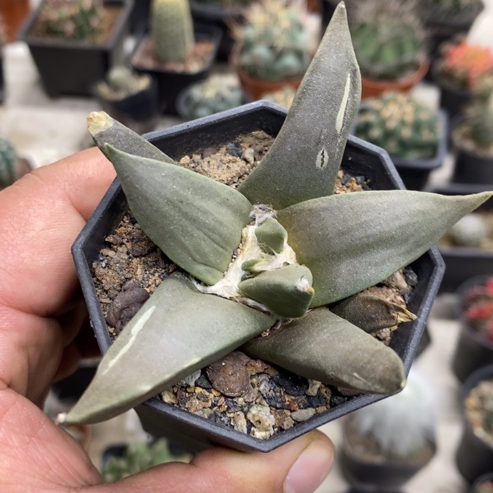 大号岩牡丹特价福利