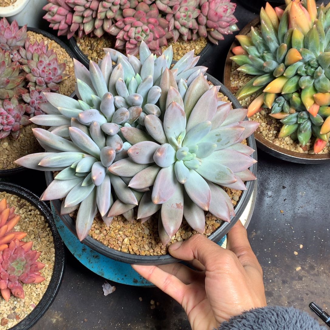 彩体哥特萝莉美人平头圆形多肉植物