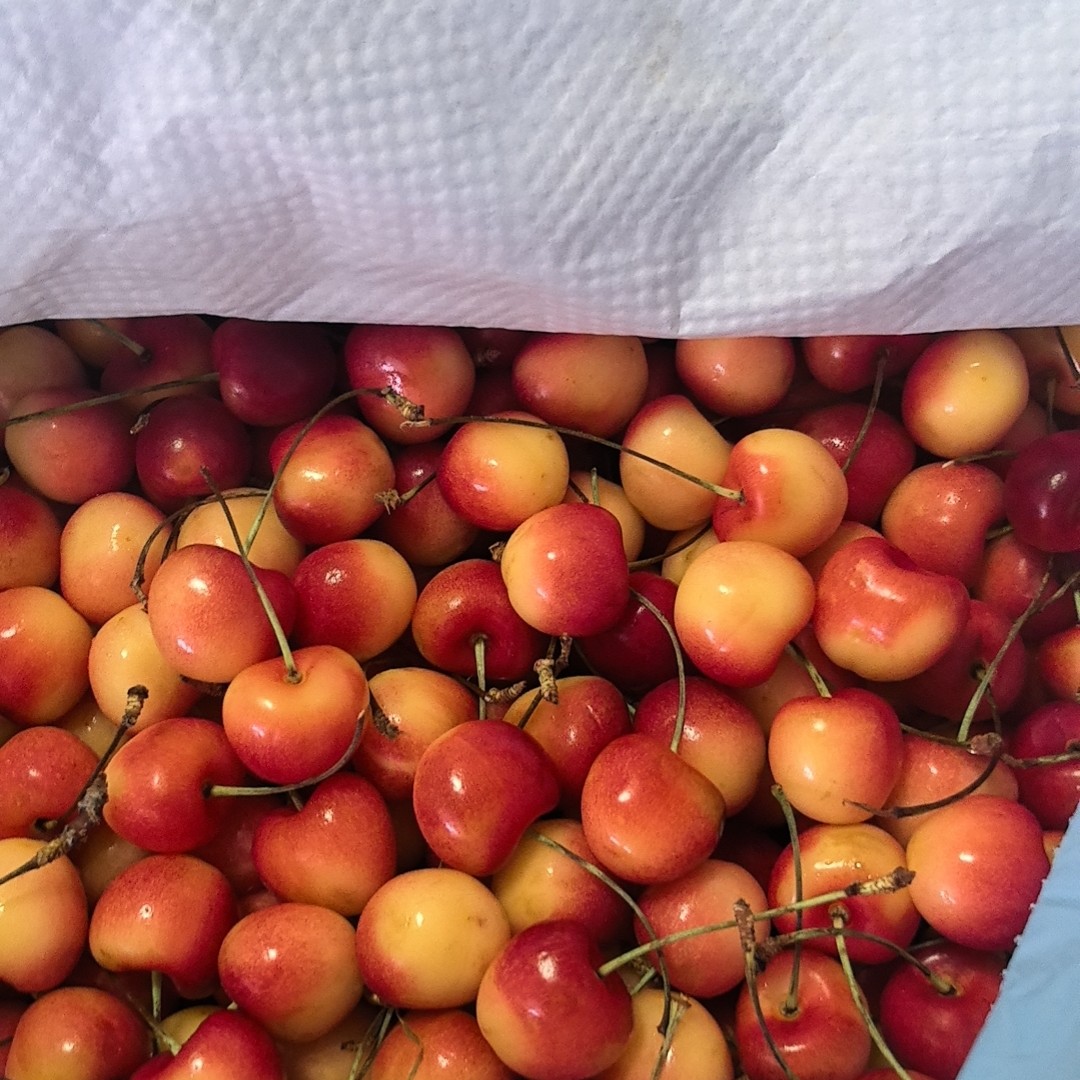 空运黄金车厘子 4JJJJ4-4.4 斤（沈阳跑腿送货）黄车黄雷尼尔智利