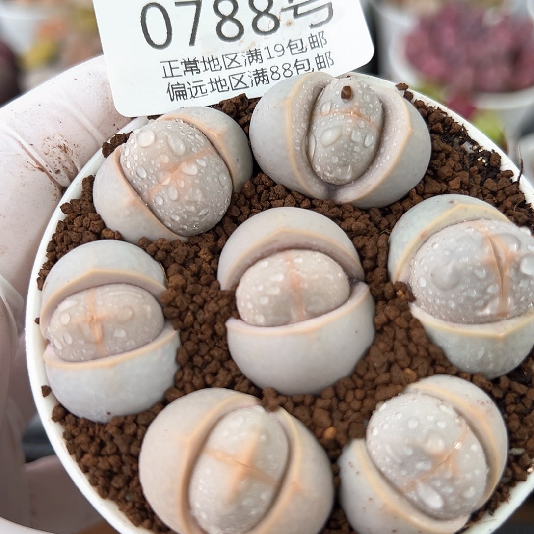 好养易活生石花大母本0788