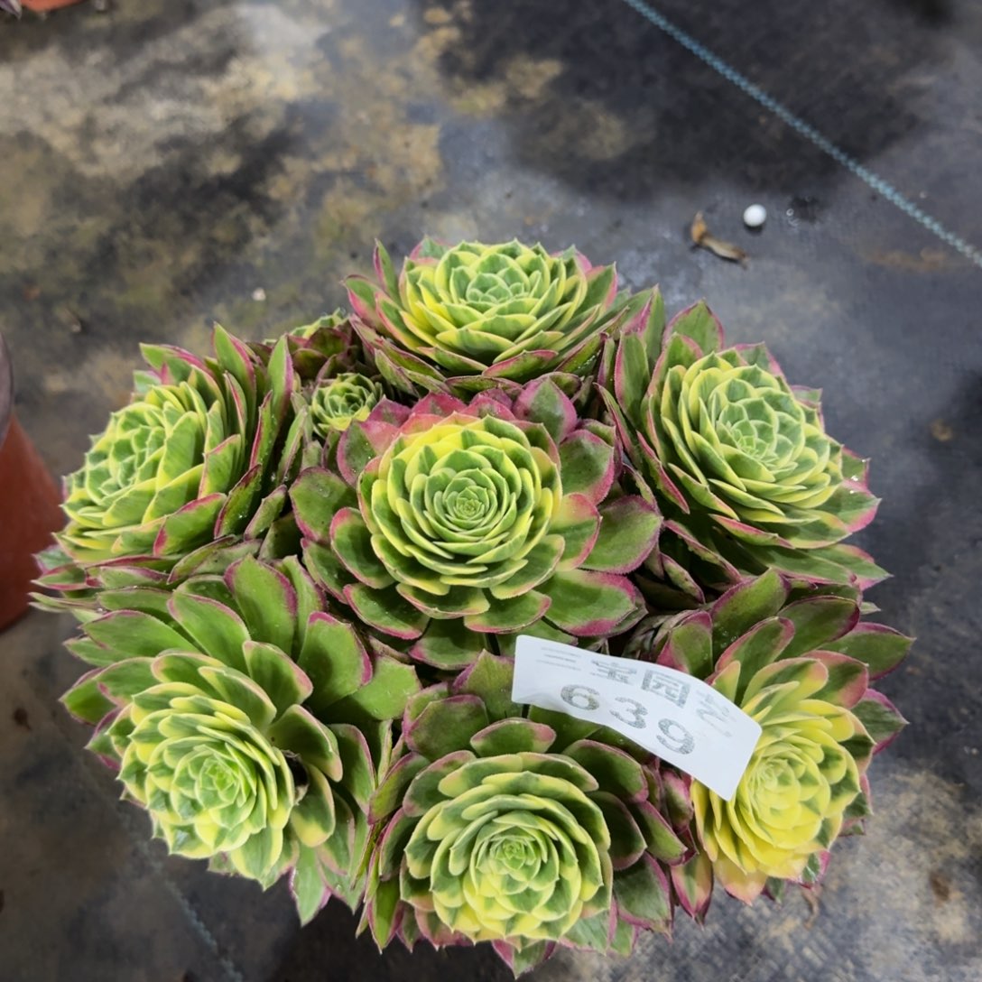 多肉植物639海王