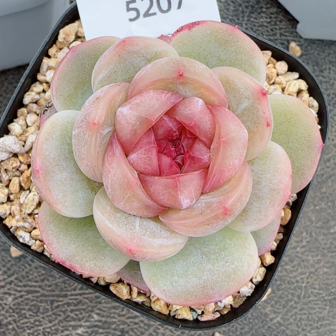 落梨花，5207多肉植物