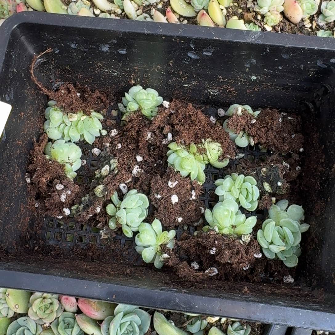 10颗母猪体麦秆苗子13-101