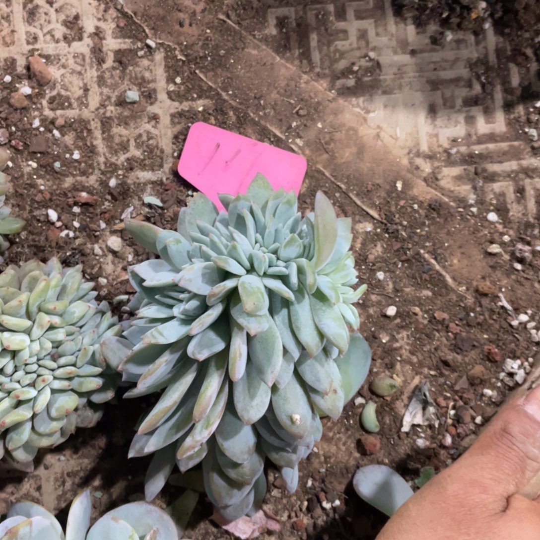 有****星影缀化多头群生161