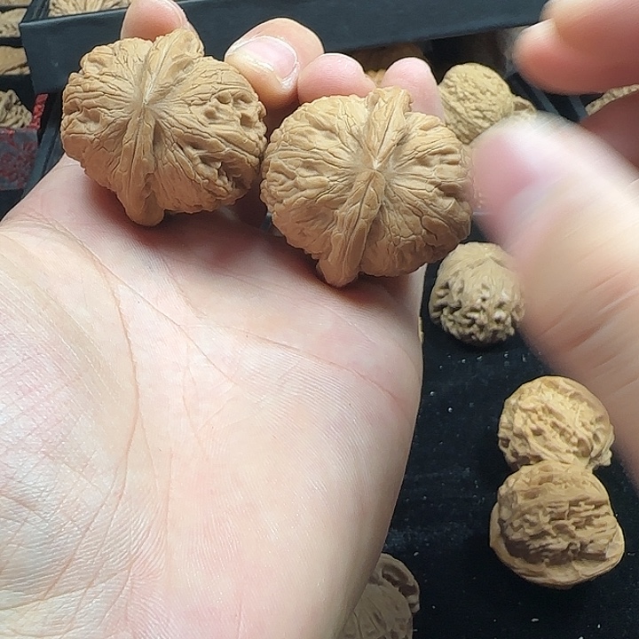 骐***骥龙脊菩提吊坠啊啊啊啊啊啊啊元宝2