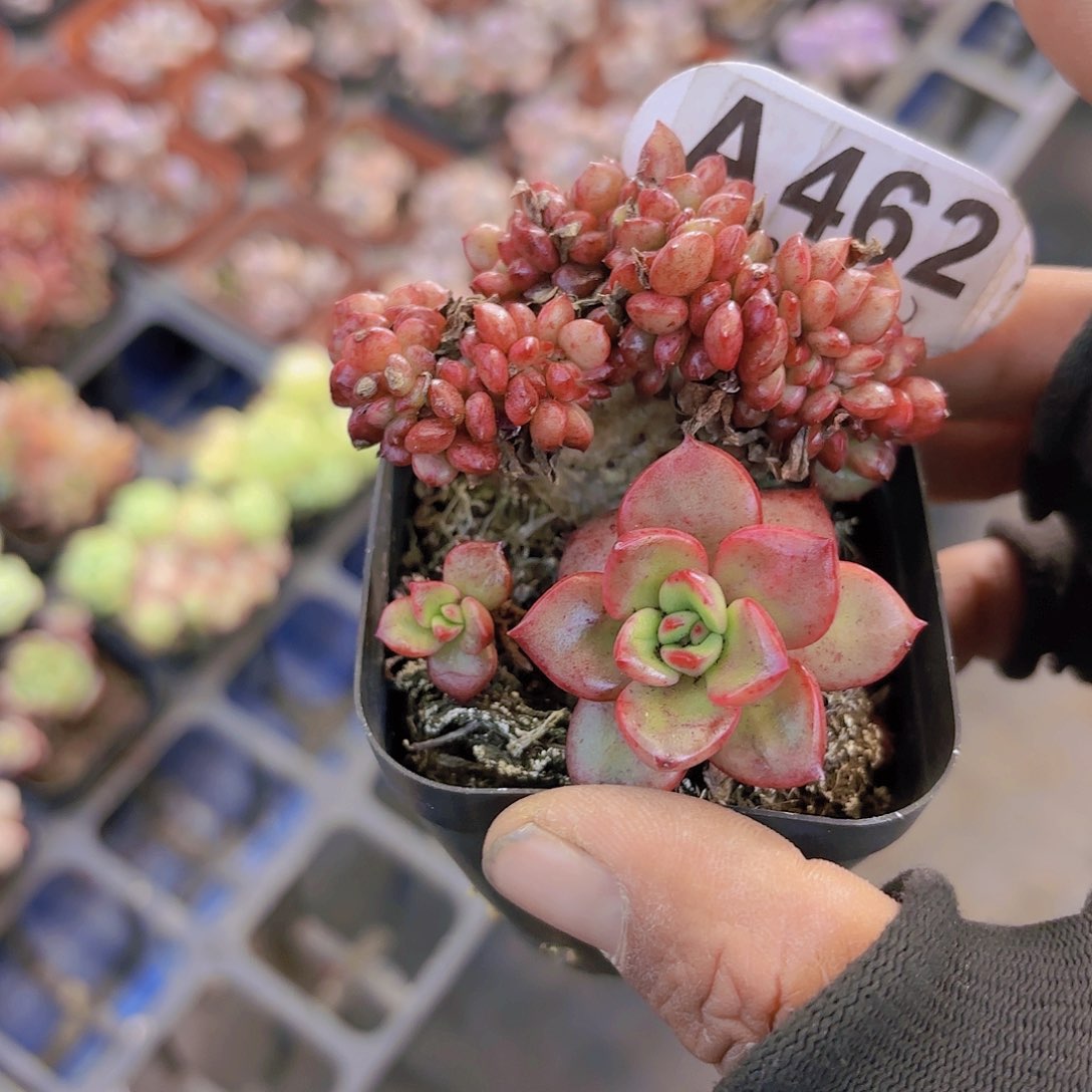 A462不知名缀一物一拍