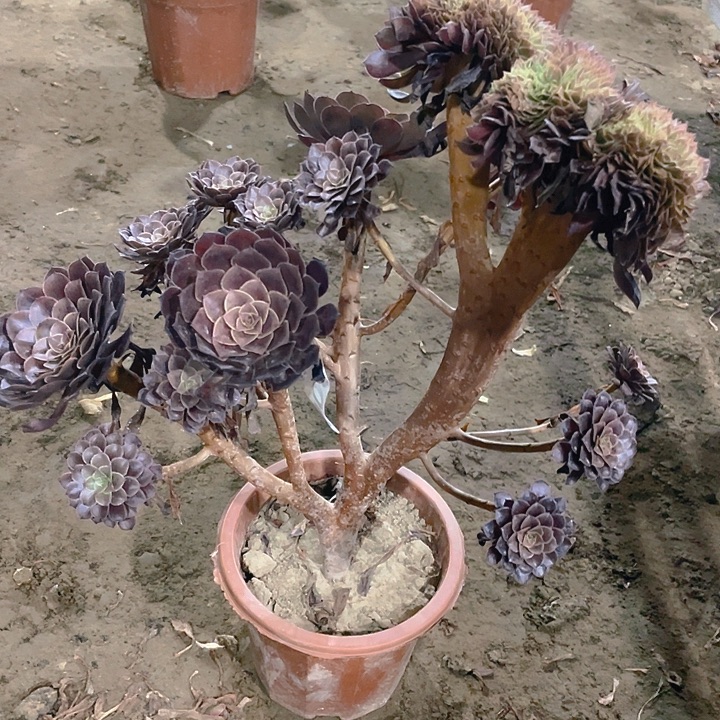 906黑铜壶缀化朵朵造型