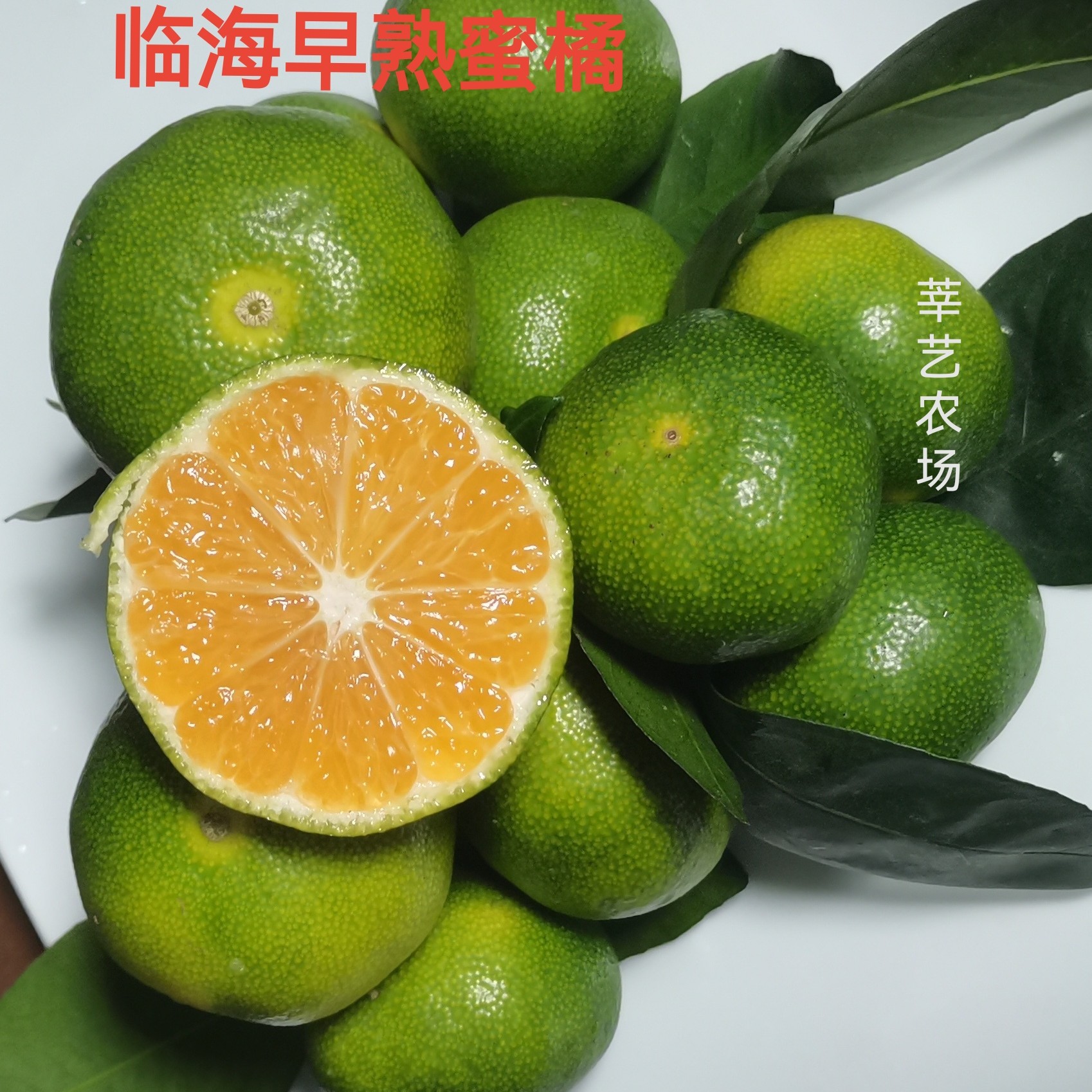 顺丰极速【浙江涌泉蜜桔】无籽青皮蜜橘酸甜可口 现摘现发