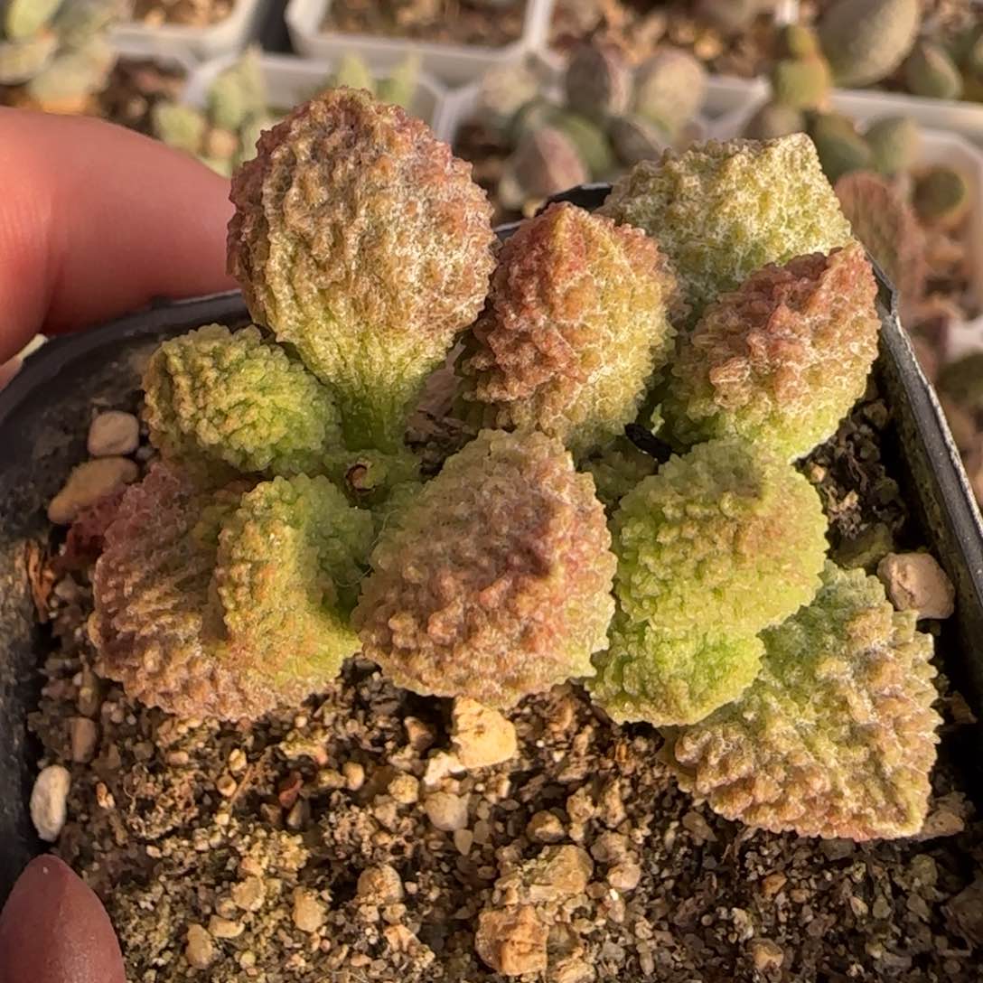 翠绿石水泡多肉植物