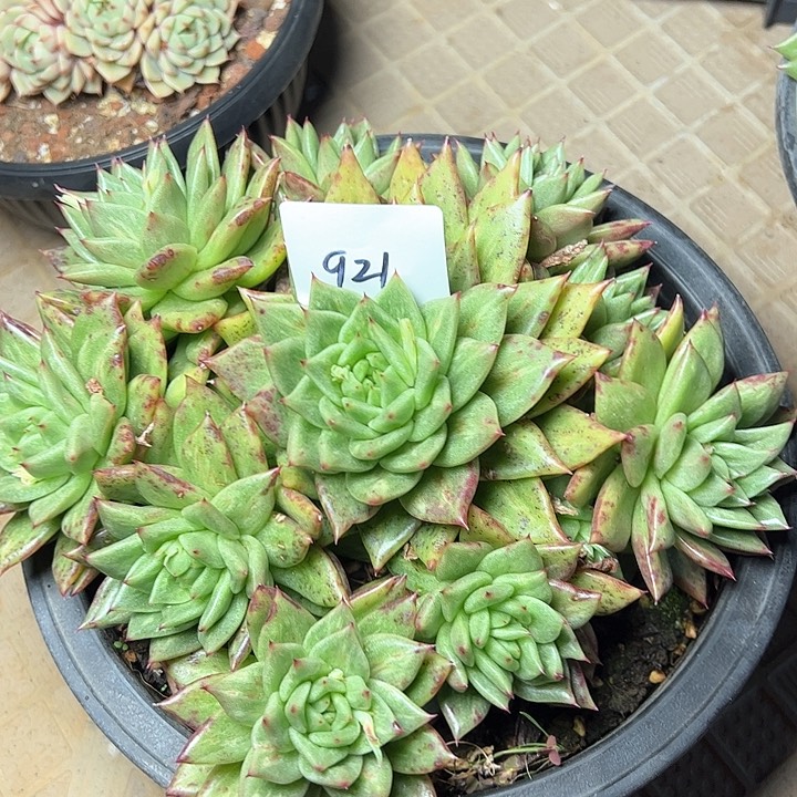 921/////////////////