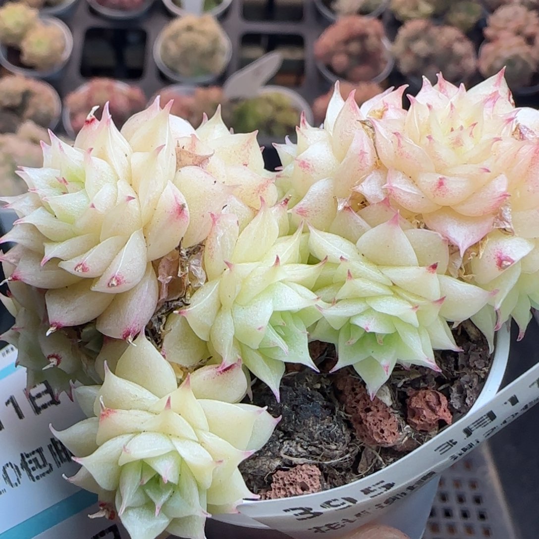 花语逸镜0311-395散