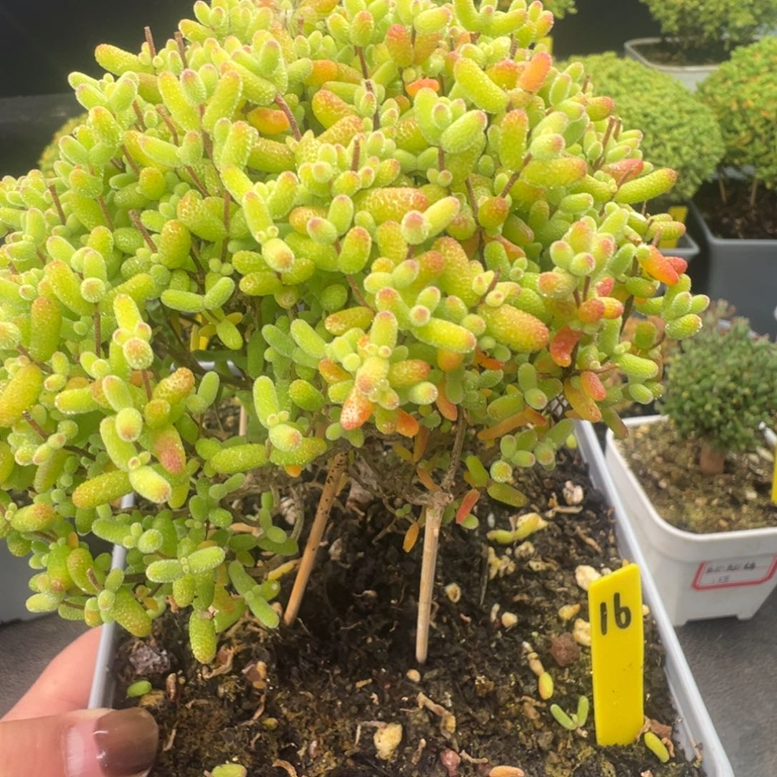 金桔16号10cm大盆