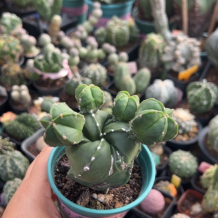 无花朵这v那必须比你牛逼VB那那那