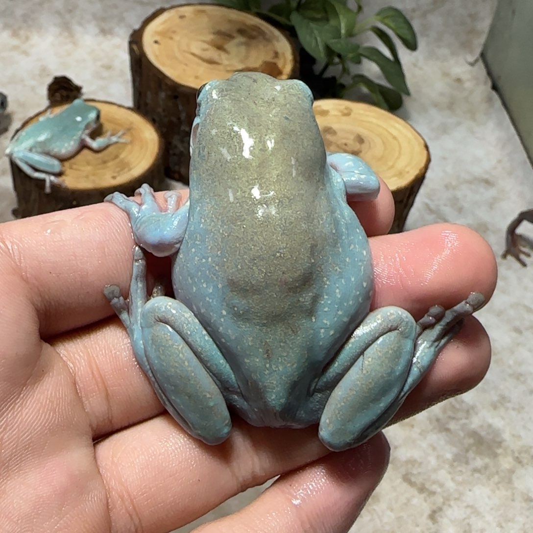 老爷树蛙6 奥蓝通体金大蛙