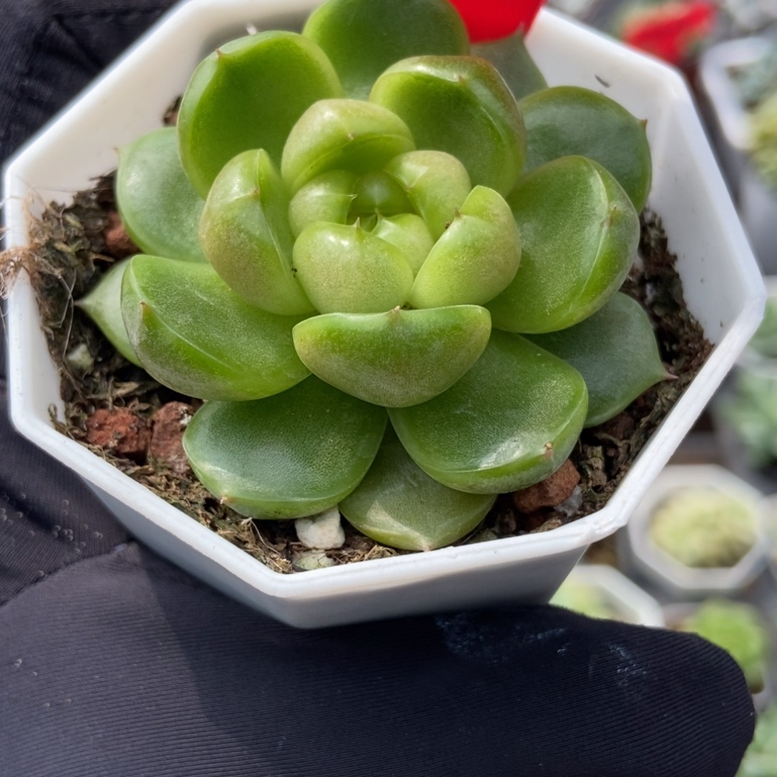 623莱拉珍妮多肉植物