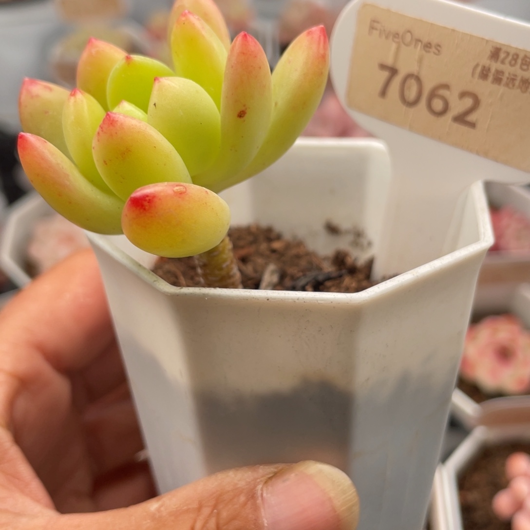 春萌7062-4.5厘米