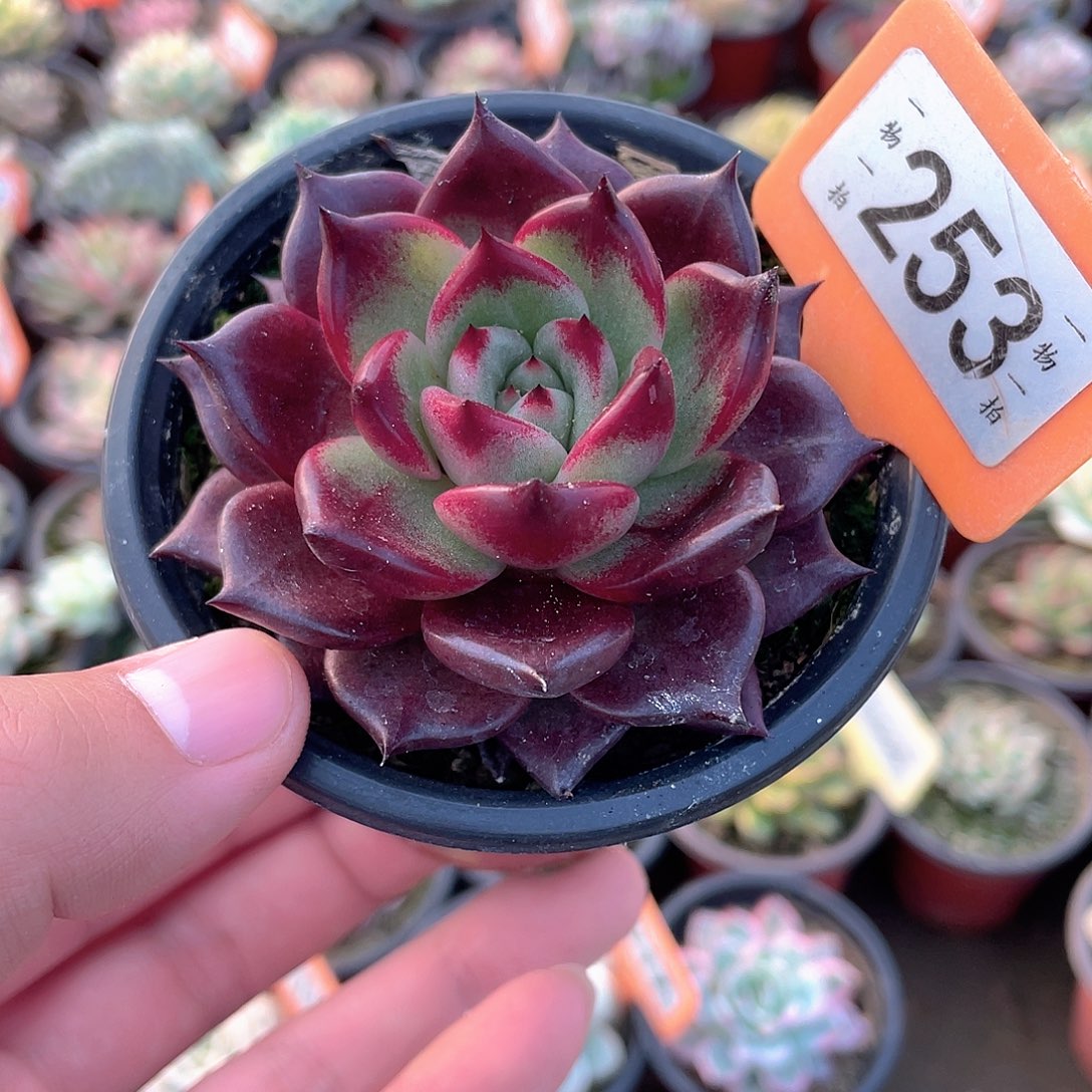 全黑乌木253号多肉