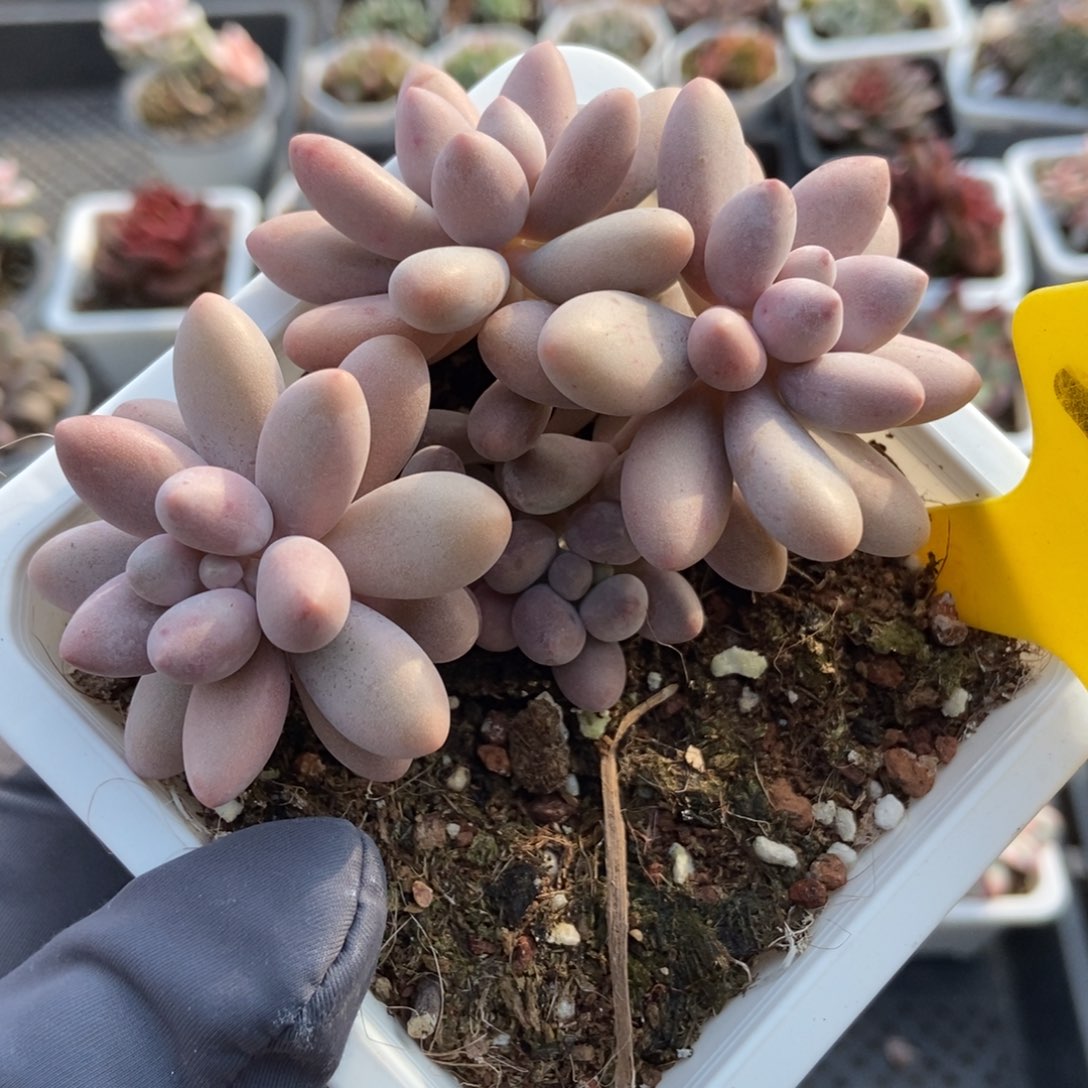 2007粉色恋人多肉植物