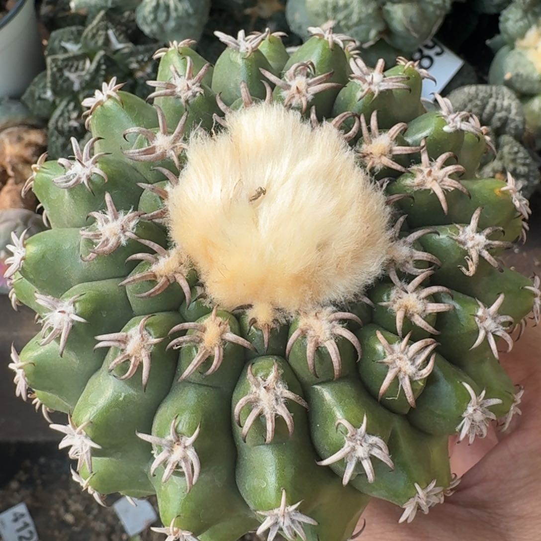 【闪购商品】十一公分猫爪圆盘玉704