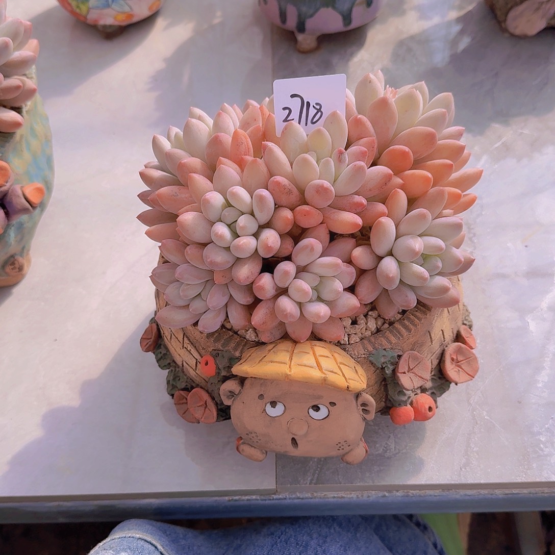 我****2718香所多肉植物