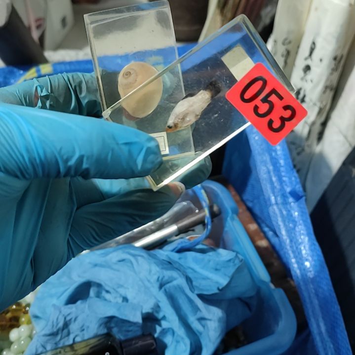 平***心杂色豆（科檀/科特迪瓦檀木）