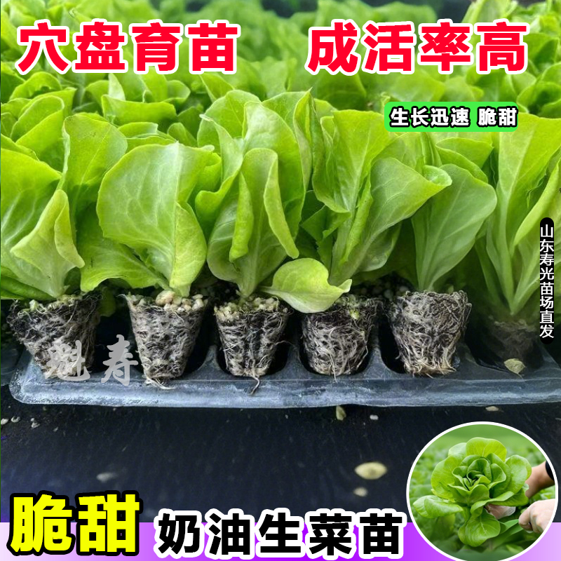 奶油生菜苗子生菜苗沙拉生菜味香甜生食味美秋冬阳台盆栽蔬菜种孑