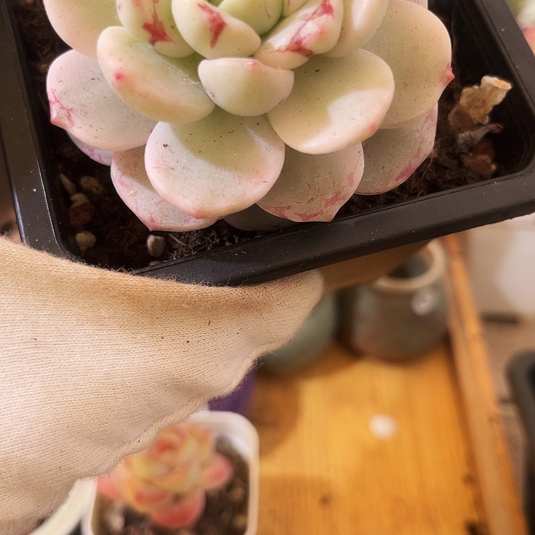 厚梦锦一物一拍001