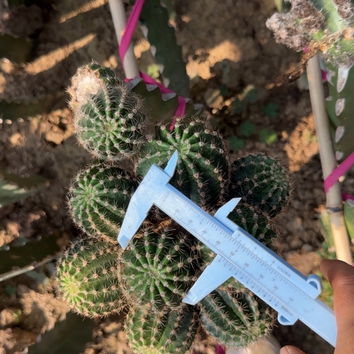 彩云无根侧芽四公分左右