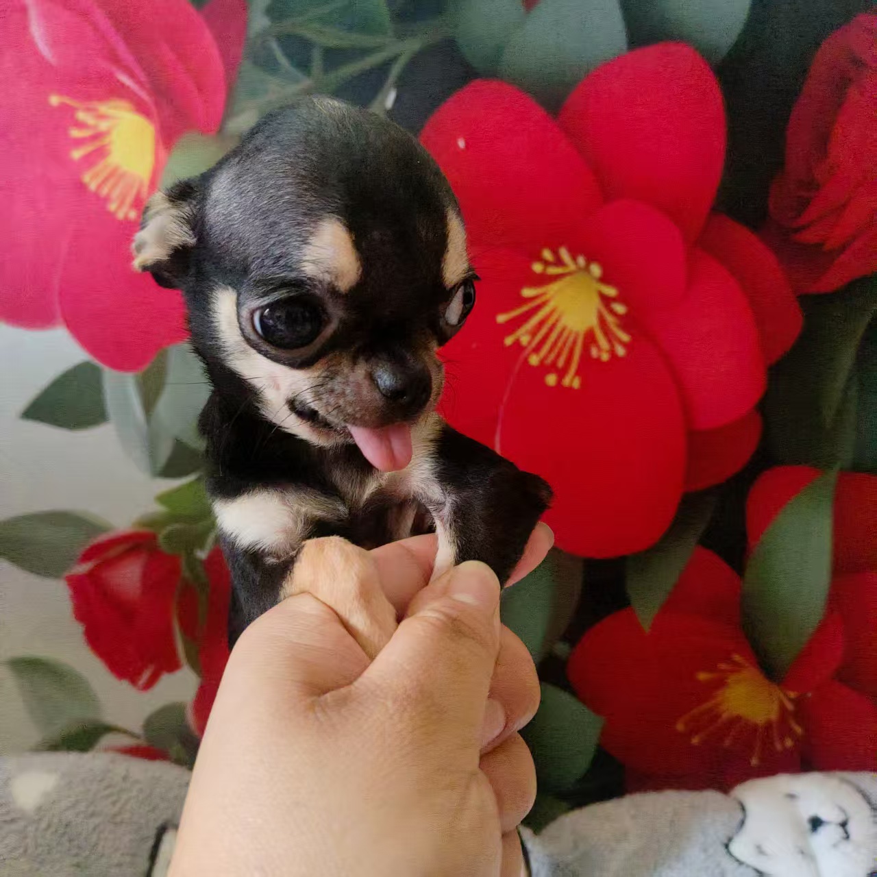 （五哥吉娃娃）T狗狗活体