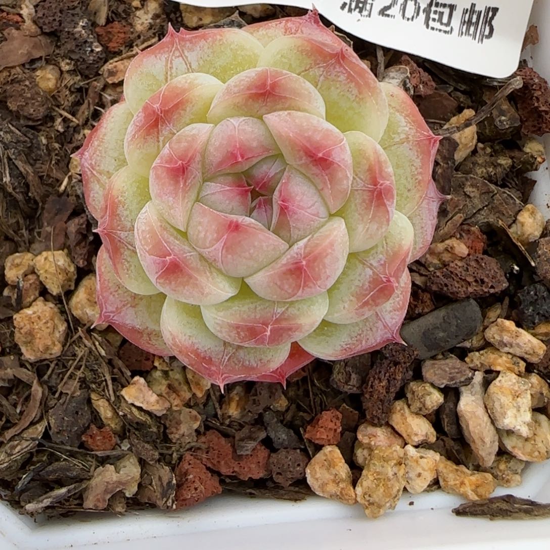 花语逸镜0116-164