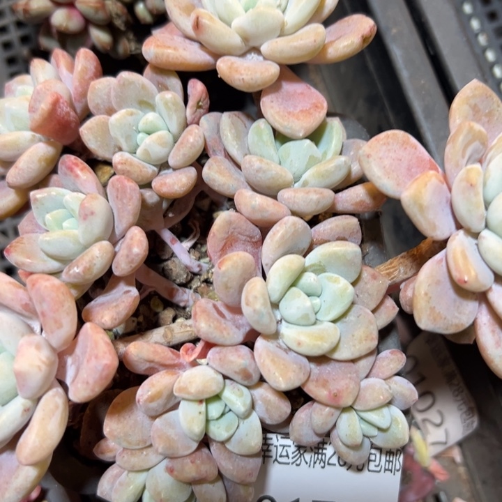 幸运的是我还在努力地