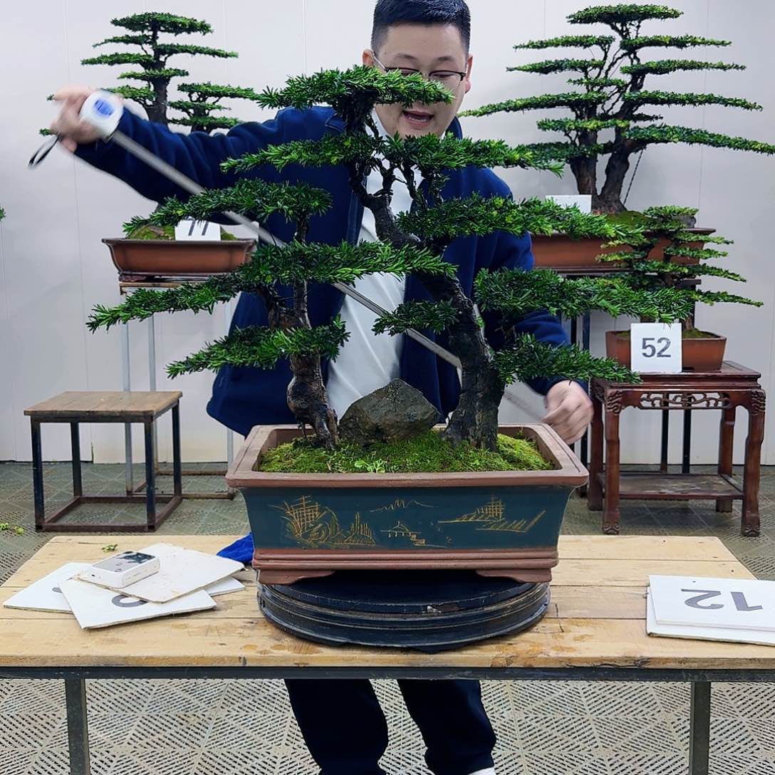 盆景米叶罗汉松盆景