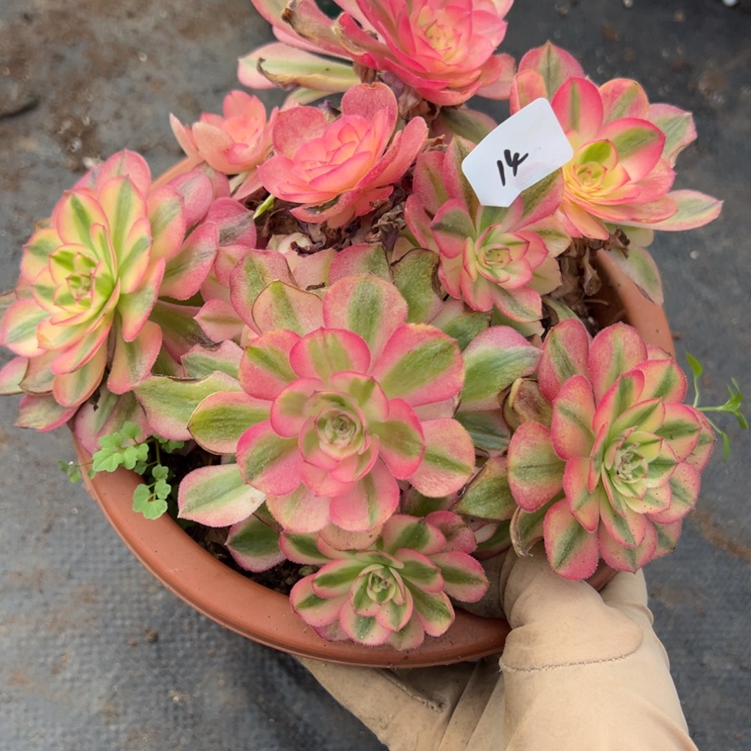 14荔枝青橙多肉多肉