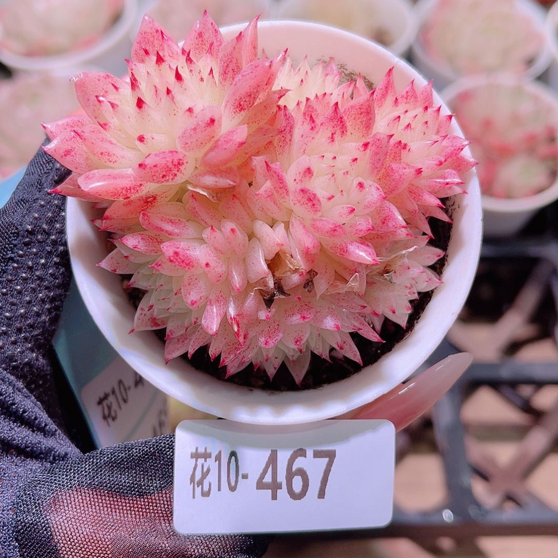 花利美10-467麦秆