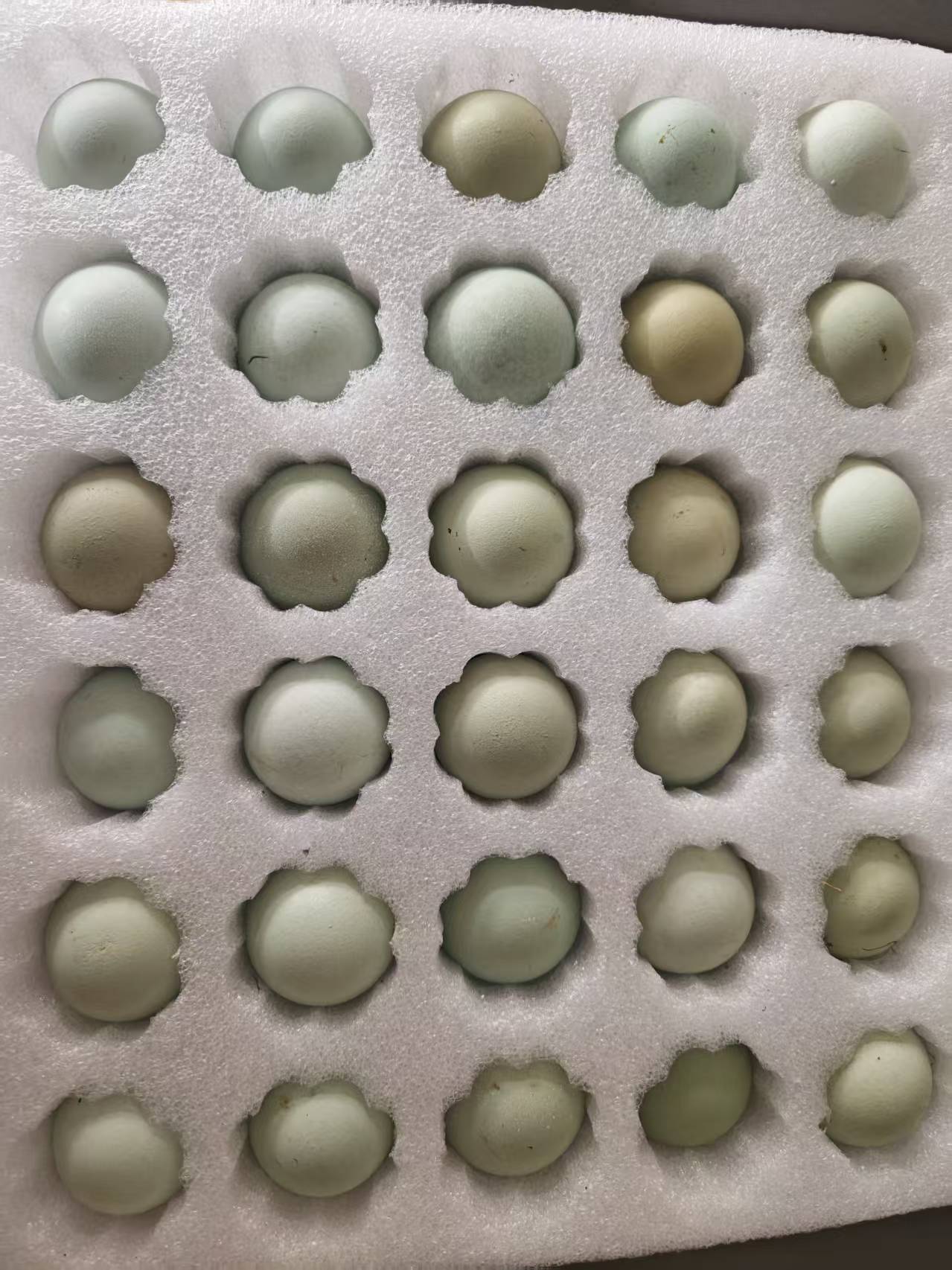 顺丰包邮纯粮林下散养新鲜五黑绿壳初生蛋蛋挞皮和蛋挞液套装