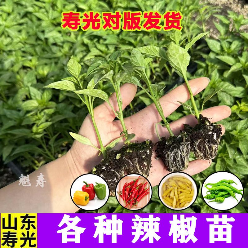 黄甜椒苗秧苗辣椒苗大果红黄绿方椒圆椒四季盆栽蔬菜种苗水果椒