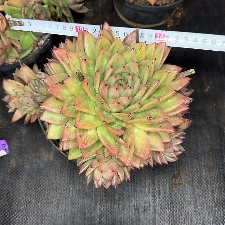 天***光凸起007 多肉植物一物一拍
