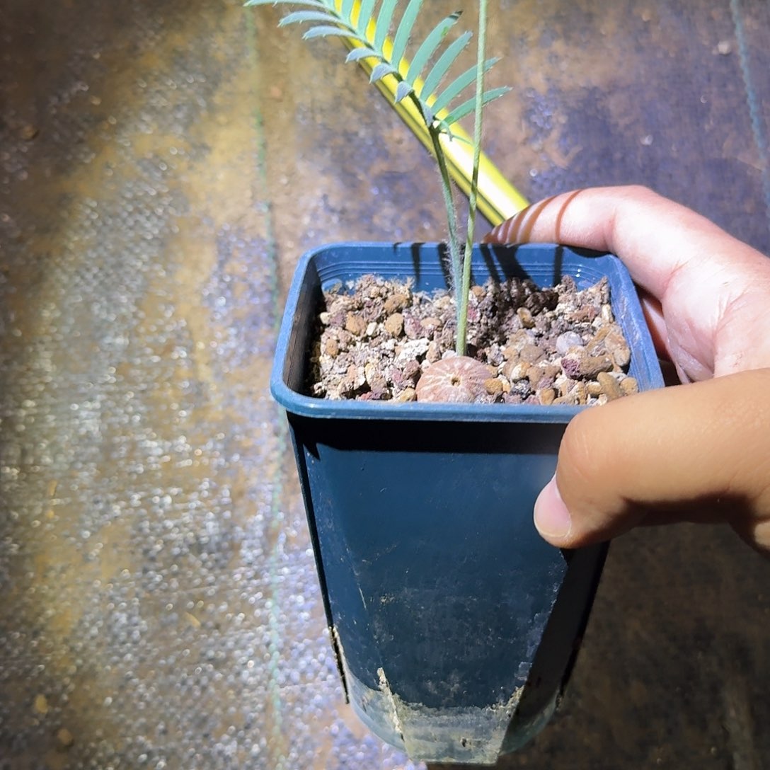 多肉植物 多肉植物